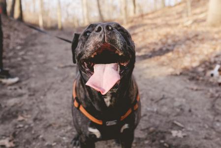 Dog Hiking