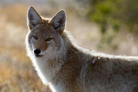 Coyote | Pixabay Image