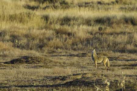 Coyote In Field | Pixabay Image