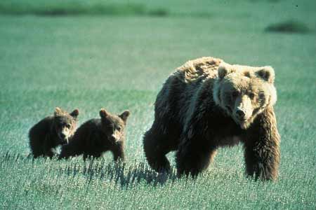 Grizzly with Cubs | Pixabay Image