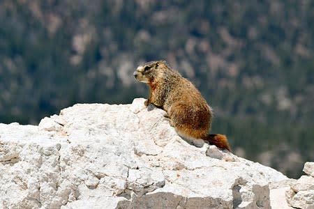Marmot | Pixabay Image
