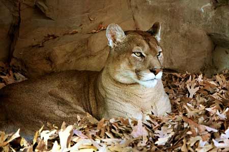 Mountain Lion | Photo: Pixabay