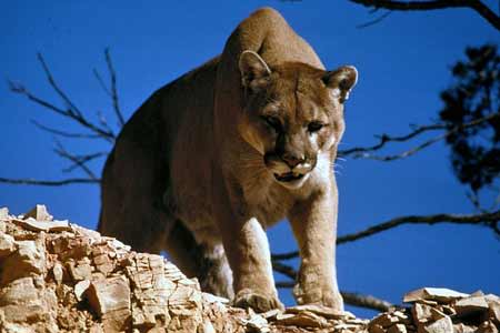 Mountain Lion | Photo: Pixabay