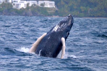 Ballena Jorobada