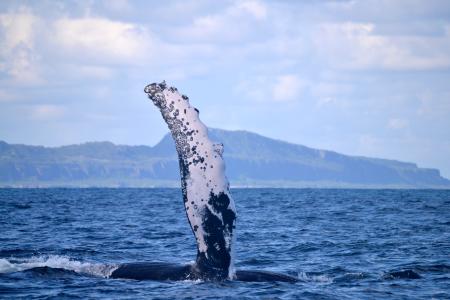 Ballena Jorobada Samaná