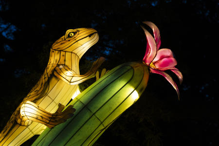 Wild Summer Lights