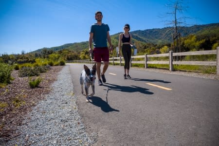 A couple walking their dog on a sunny day