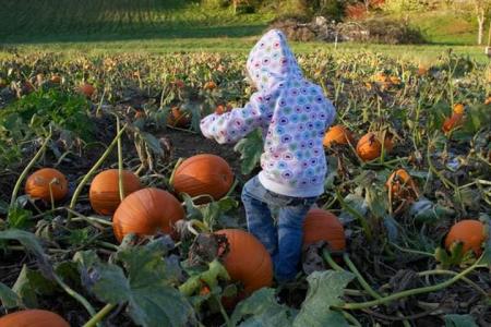 Nehemiah Ranch pumpkin patch (Photo courtesy of the Nehemiah Ranch Facebook page)
