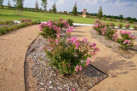 Crape Myrtles World Collection Park - small pink bushes 2011