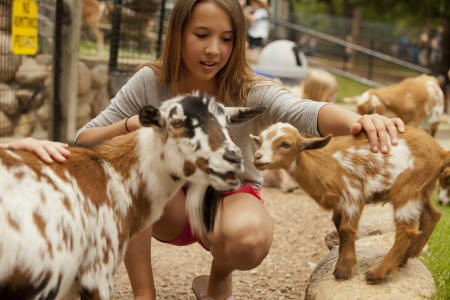 Petting Goats at Zoo