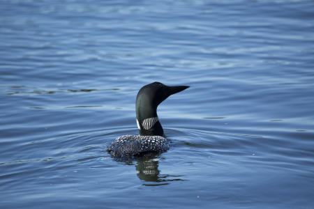 Loon in The Water in Minocqua