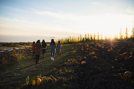 Pumpkin Patch