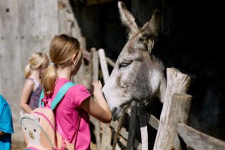 Girl in summer clothes stroking a donkey over a farm gate