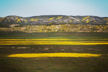 View of the super bloom in Carrizo Plain in SLO CAL