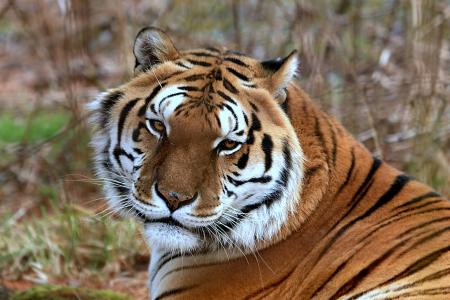 T & D's Cats of the World Tiger