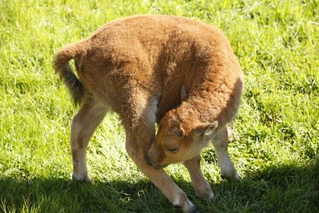 Bison calf born at Northwest Trek Wildlife Park in May 2017