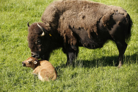A mother and bison calf at Northwest Trek Wildlife Park in May 2017