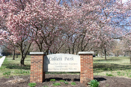 Collett Park spring trees