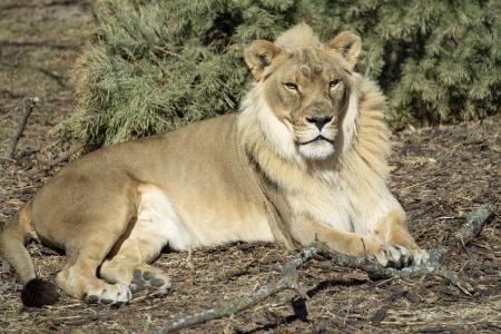 Topeka Zoo Lion