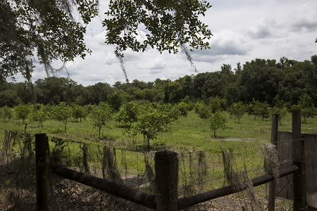 Groves at English Lake Farm