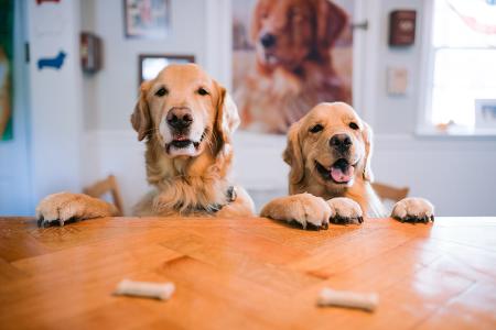 dogs on table with treats