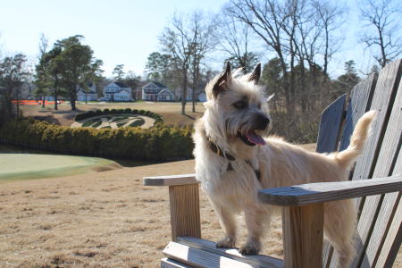 Dog at Kingsmill Resort