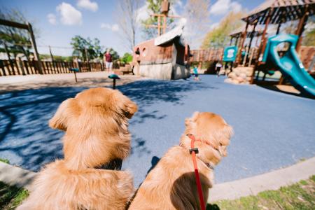 dogs at playground