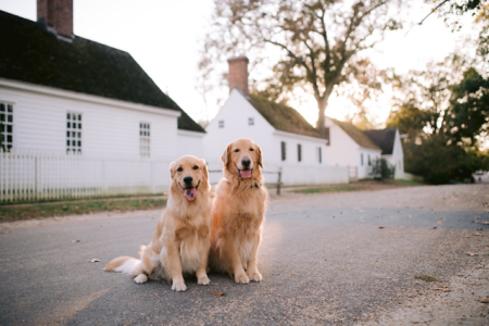 Dogs In Williamsburg