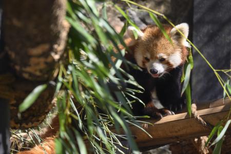 Brandywine Zoo