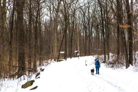 A person and their dog walking along a snowy trail through the winter forest