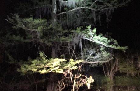 Cypress Tree at Night