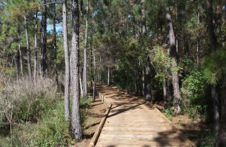 The Sundew Trail
