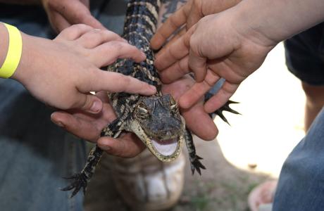 Gator Country Adventure Park