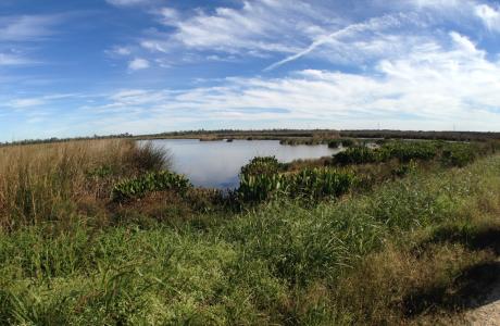 Cattail Marsh Wetlands