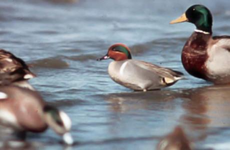 Anahuac nwr duck hunting