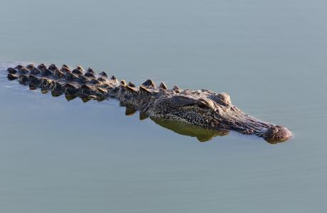 Cattail Marsh alligator
