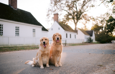 Dogs in front of a house