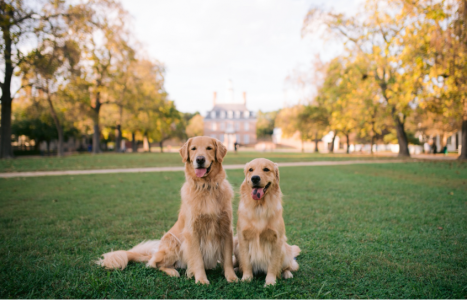 Two dogs on lawn