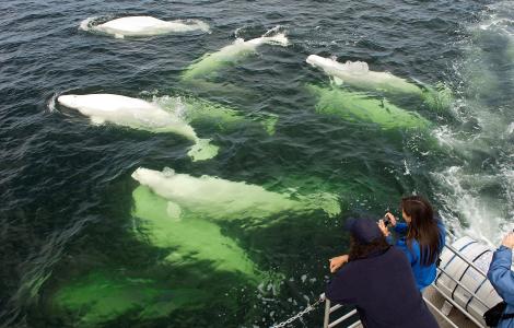 A Natural Phenomena: 3,000 Beluga Whales during Churchill Nature Tour