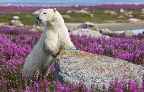 A beautiful site at Churchill Wild
