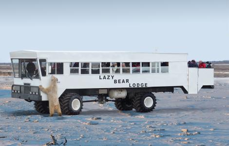 Lazy Bear Lodge Polar Bear Adventure