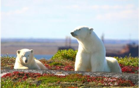 Polar bear viewing at a Churchill Nature Tour