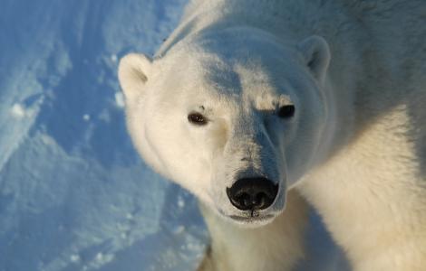 Looking into a polar bears eyes on a tour with Heartland international