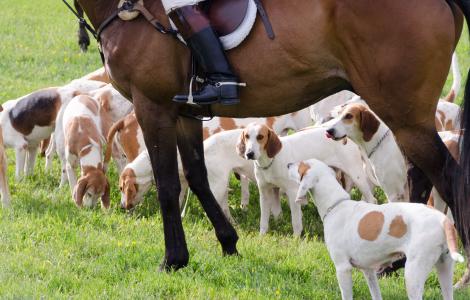 Dogs underfoot at 2016 Howard County Cup Races
