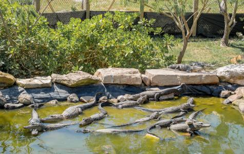 A group of alligators relaxing in a pond at the South Padre Island Birding, Nature Center & Alligator Sanctuary