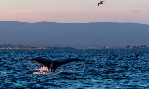 Whale tail in the Monterey Bay