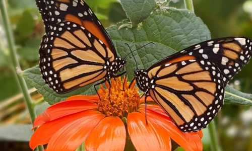 Two orange butterflies sat on an orange flower