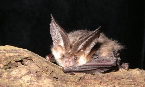 A close up image of a bat at night