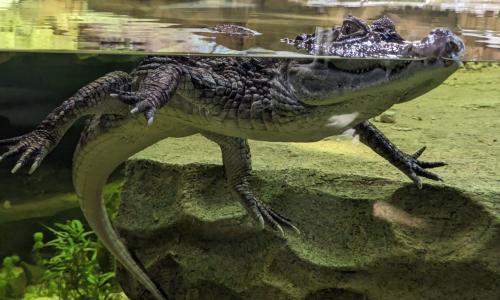 A spectacled caimen swimming in water at Stratford Butterfly Farm