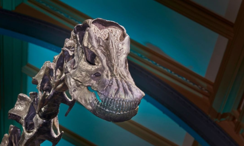 A skull of a skeleton